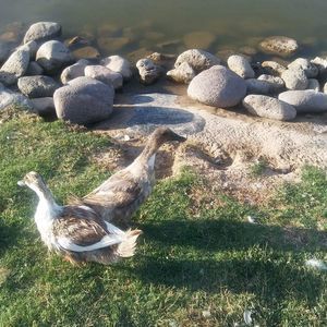 Meet your Posher, Kara